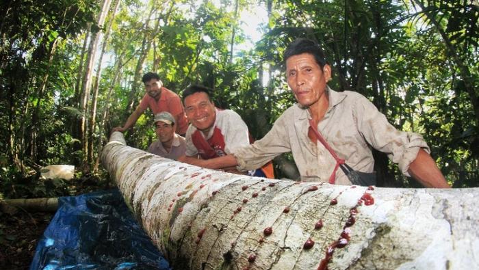 Perú postuló para ser sede del XVI Congreso Forestal Mundial 2027