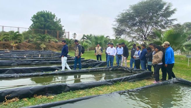 3 Pasantía tilapia Piura