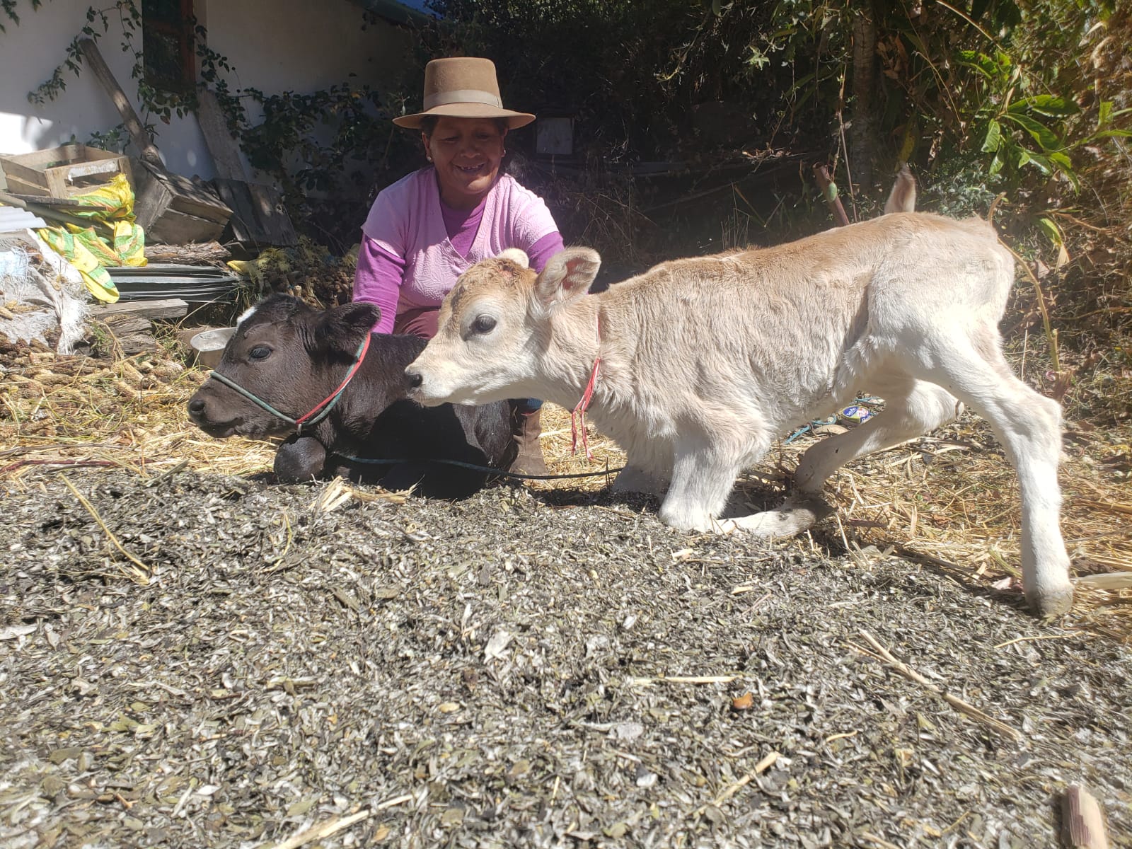 Proyecto Bovino Lucanas avanza con registro y seguimiento de becerros nacidos por inseminación artificial