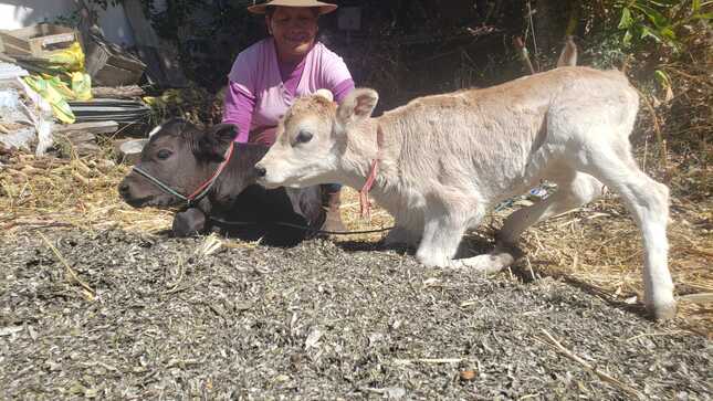 Proyecto Bovino Lucanas avanza con registro y seguimiento de becerros nacidos por inseminación artificial