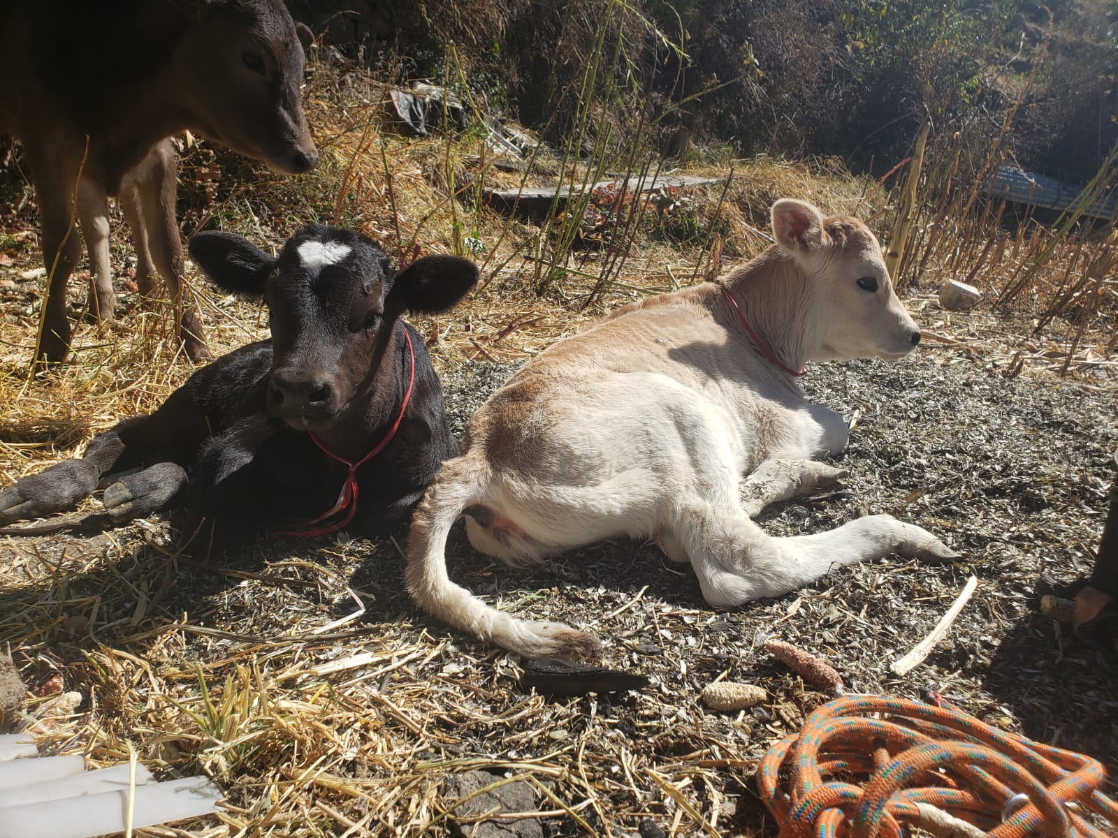 Proyecto Bovino Lucanas avanza con registro y seguimiento de becerros nacidos por inseminación artificial