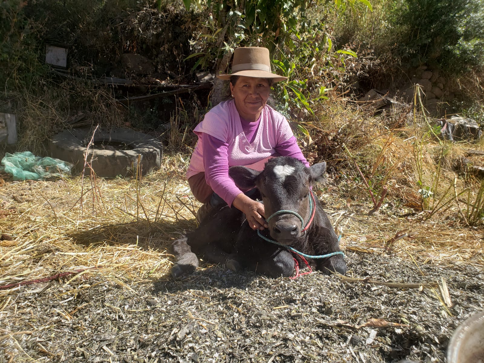 Proyecto Bovino Lucanas avanza con registro y seguimiento de becerros nacidos por inseminación artificial