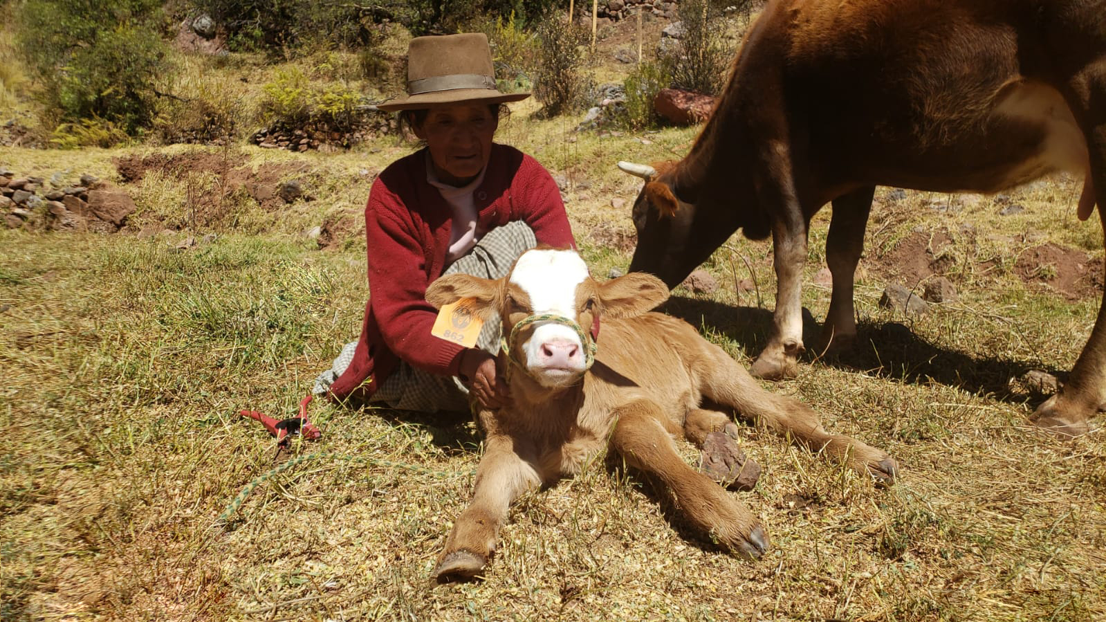 Proyecto Bovino Lucanas avanza con registro y seguimiento de becerros nacidos por inseminación artificial