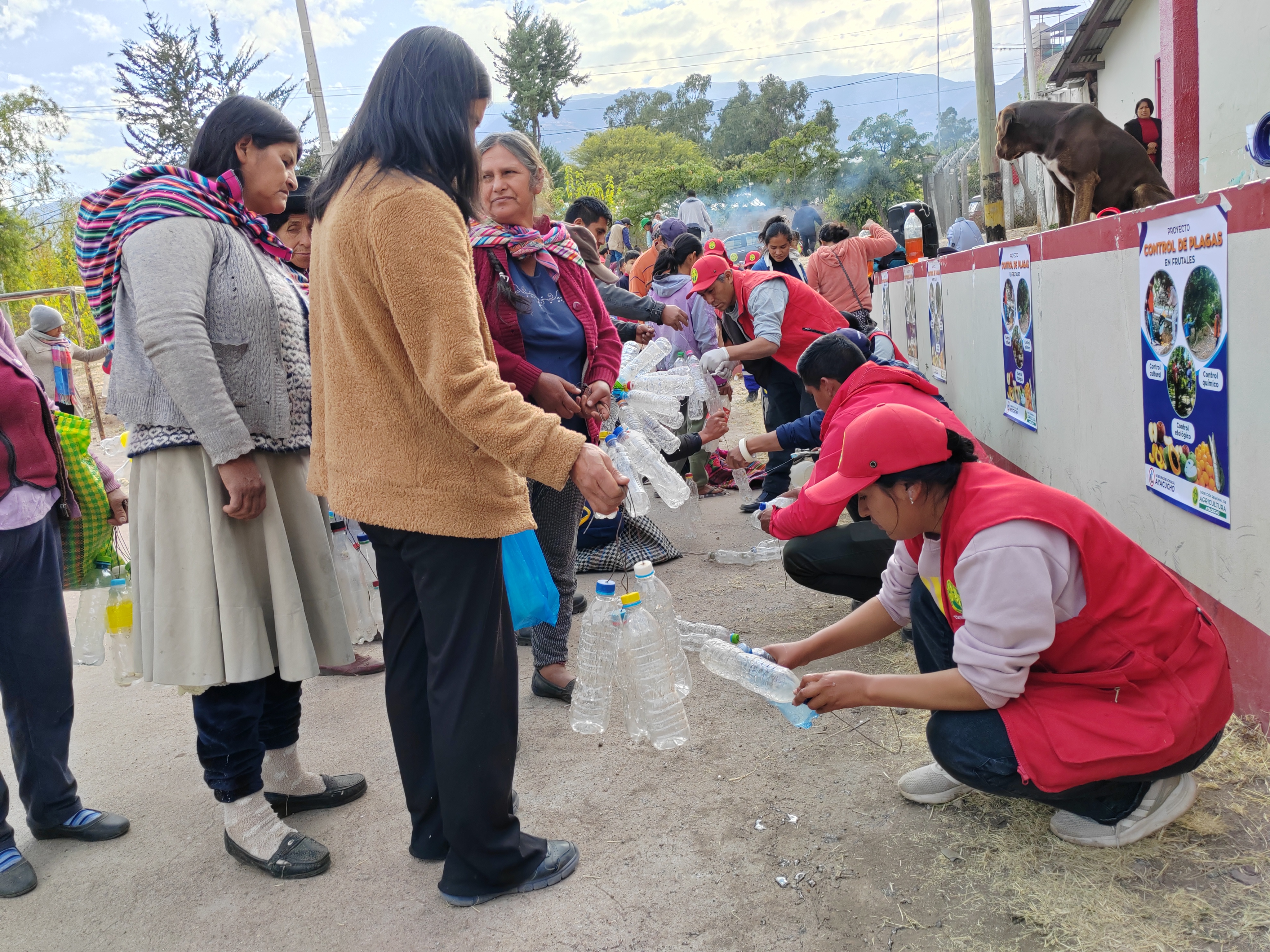 DRA Ayacucho instaló 5 mil trampas caseras en Maynay para combatir la mosca de la fruta