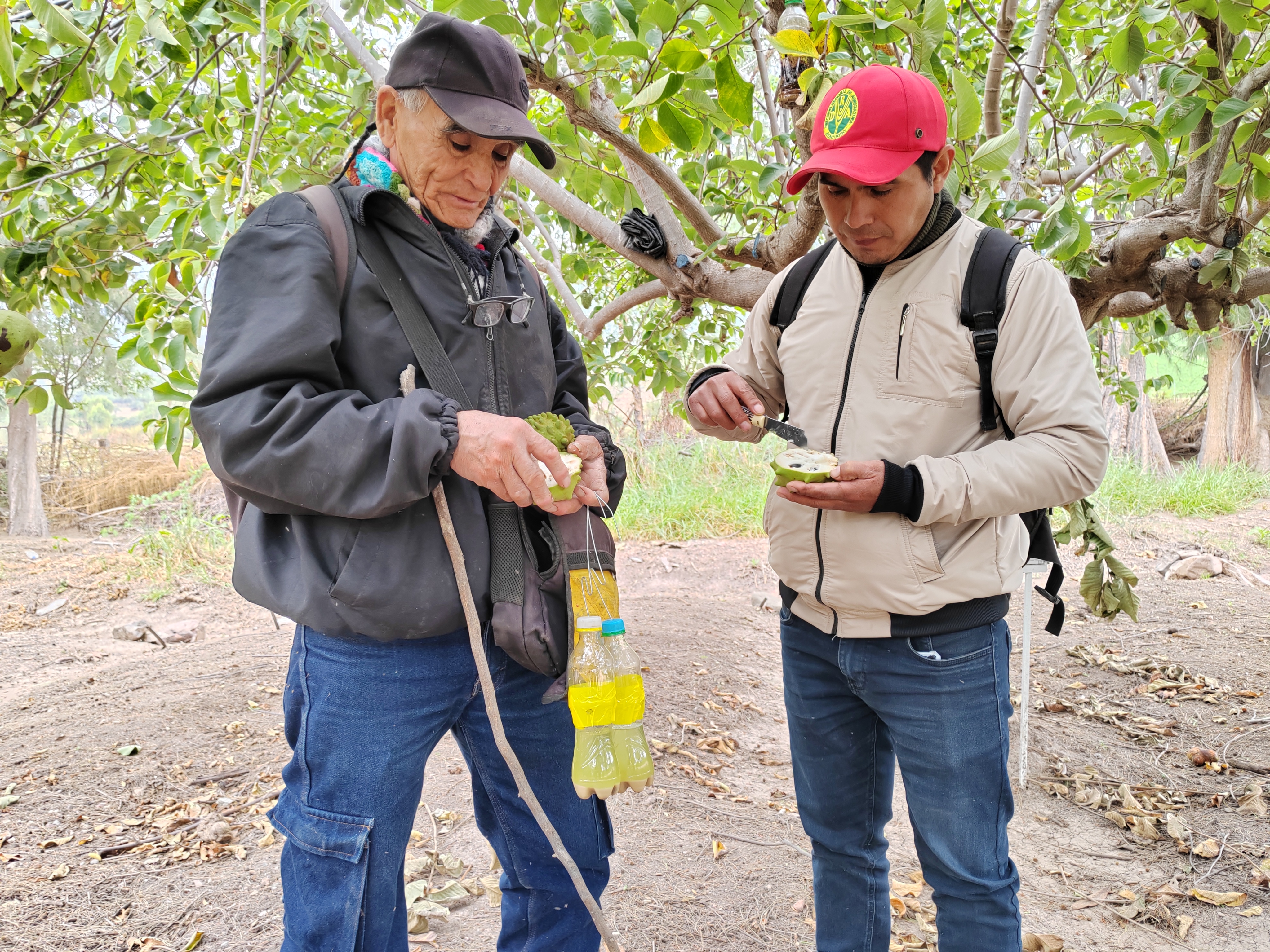 DRA Ayacucho instaló 5 mil trampas caseras en Maynay para combatir la mosca de la fruta