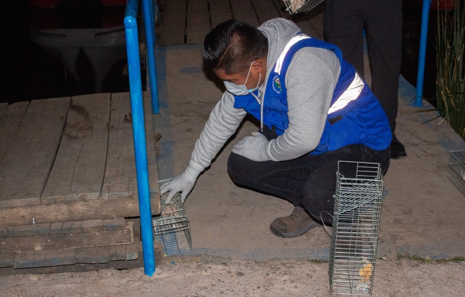 Exitoso operativo de control de roedores en el puerto muelle de Puno da como resultado la captura de 31 ratas