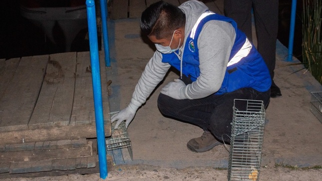 Exitoso operativo de control de roedores en el puerto muelle de Puno da como resultado la captura de 31 ratas