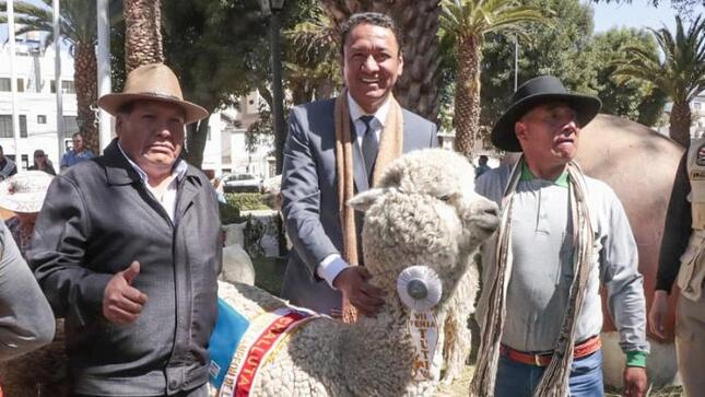 Día Nacional de la Alpaca: MIDAGRI destaca el trabajo de más de 90 mil productores en todo el país