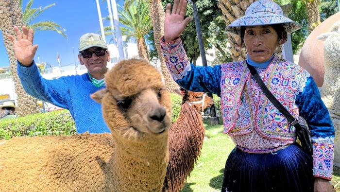 Día Nacional de la Alpaca: MIDAGRI destaca el trabajo de más de 90 mil productores en todo el país