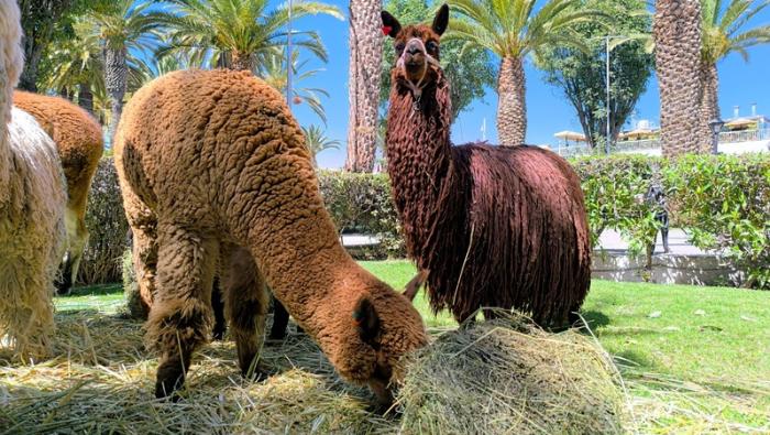 Día Nacional de la Alpaca: MIDAGRI destaca el trabajo de más de 90 mil productores en todo el país