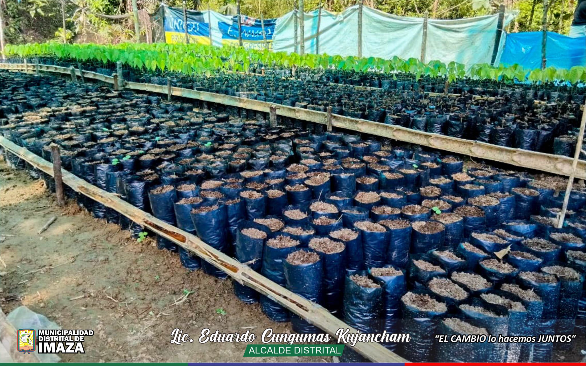 produccion_cacao