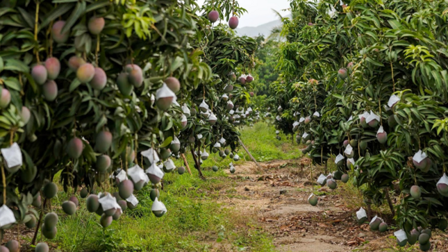 MANGO 
