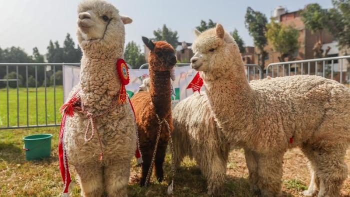Cadena productiva de camélidos genera más de 150 mil puestos de trabajo en el sector artesanal, textil, industrial y gastronómico en todo el país.