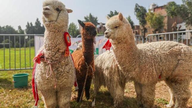 Cadena productiva de camélidos genera más de 150 mil puestos de trabajo en el sector artesanal, textil, industrial y gastronómico en todo el país.