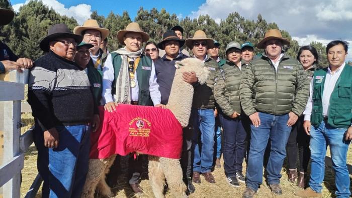 Cadena productiva de camélidos genera más de 150 mil puestos de trabajo en el sector artesanal, textil, industrial y gastronómico en todo el país.