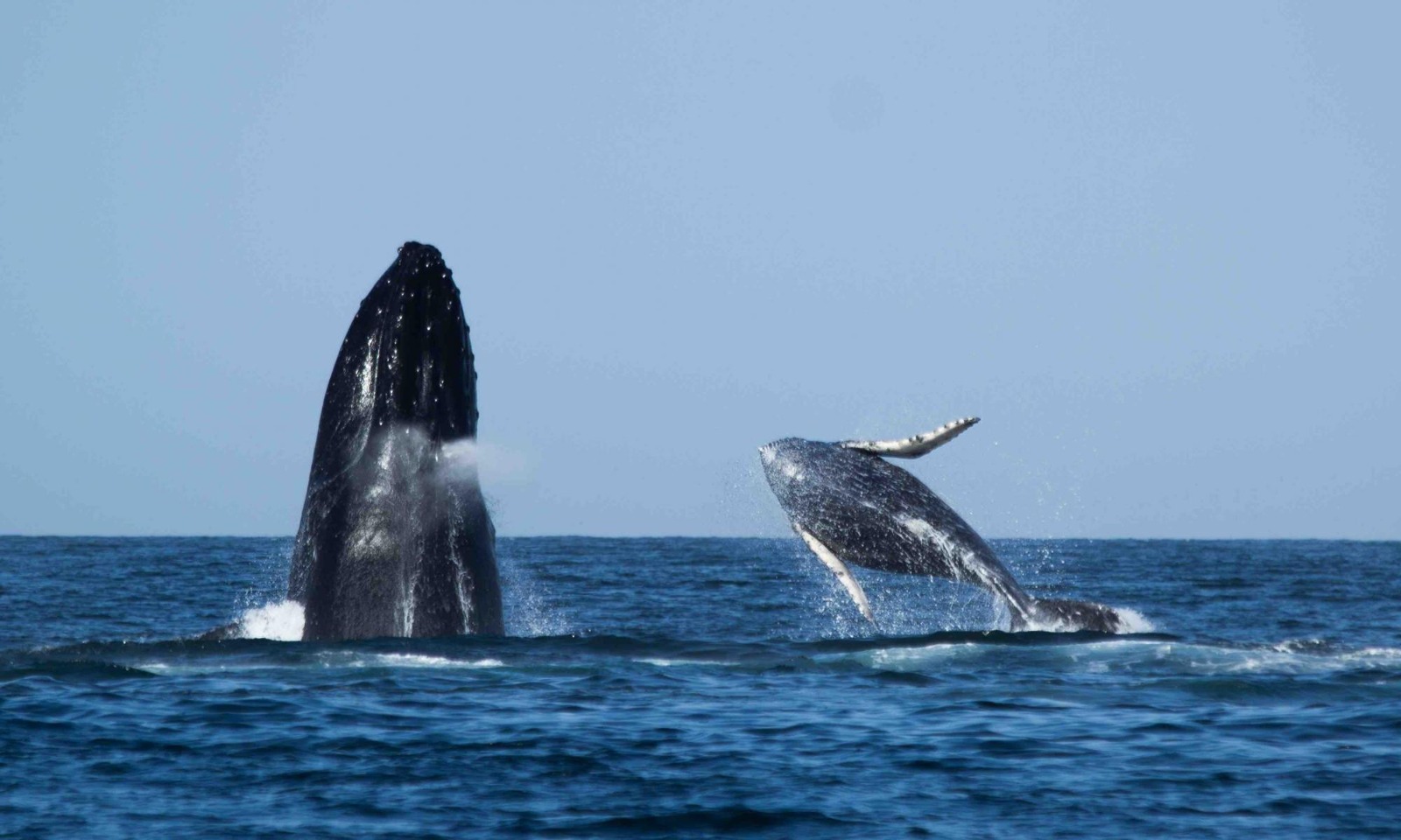 GORE: Turistas podrán disfrutar de espectáculo de ballenas jorobadas hasta fines de octubre