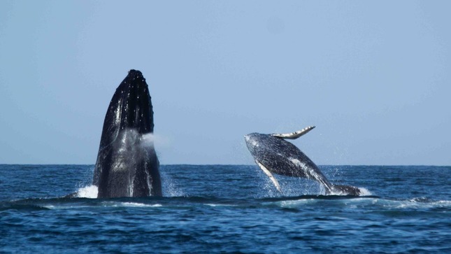 GORE: Turistas podrán disfrutar de espectáculo de ballenas jorobadas hasta fines de octubre