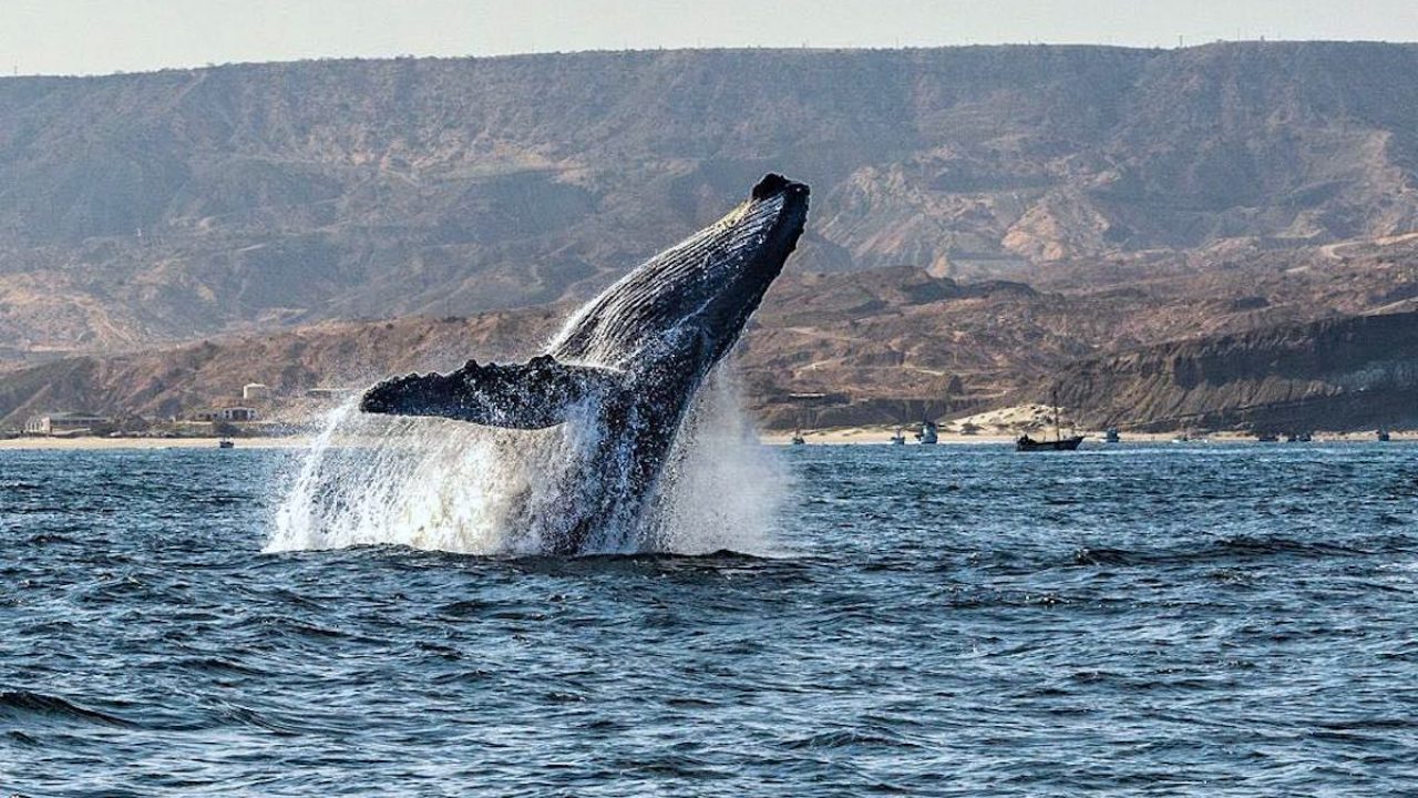 GORE: Turistas podrán disfrutar de espectáculo de ballenas jorobadas hasta fines de octubre