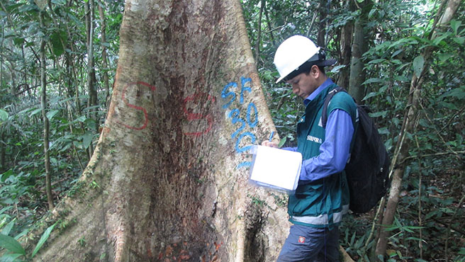 declaración shihuahuaco