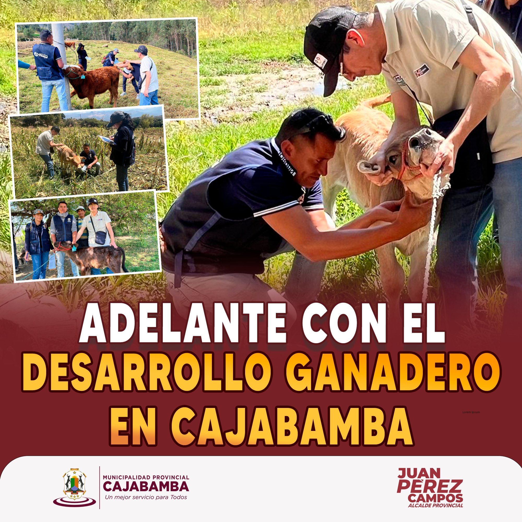 Adelante con el desarrollo ganadero en Cajabamba