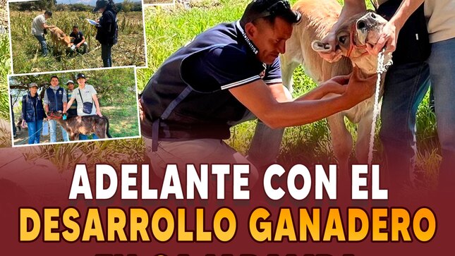  Adelante con el desarrollo ganadero en Cajabamba