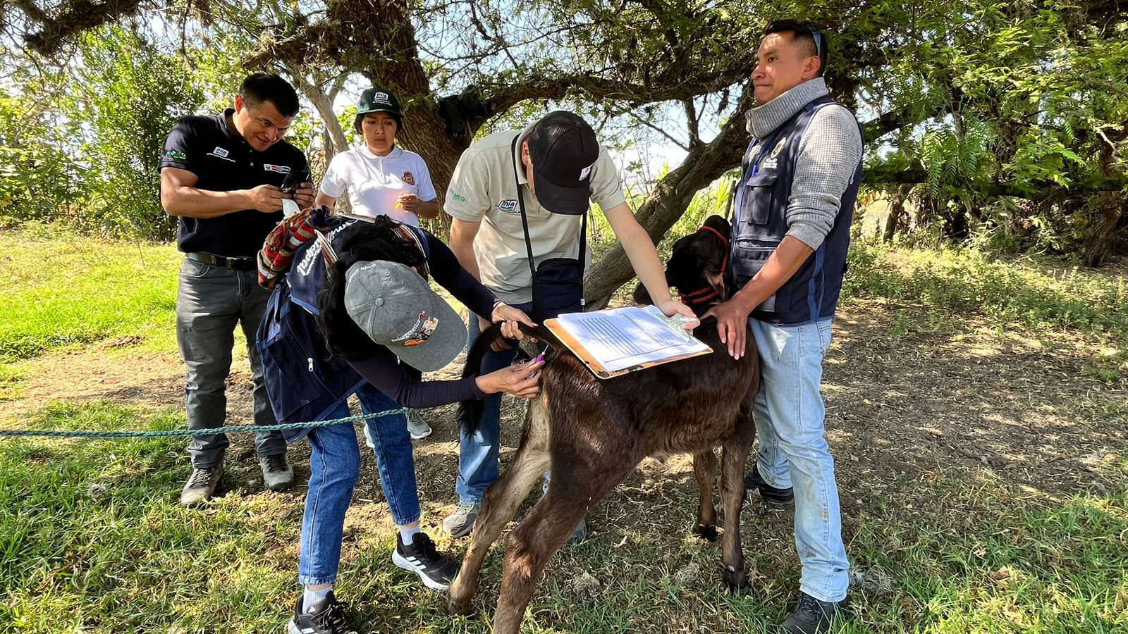 Adelante con el desarrollo ganadero en Cajabamba