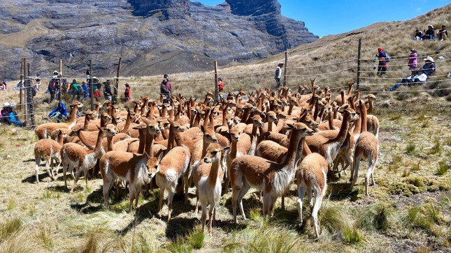 Gerencia de Agricultura participó en la ceremonia tradicional Chaku de Vicuñas en Sánchez Carrión