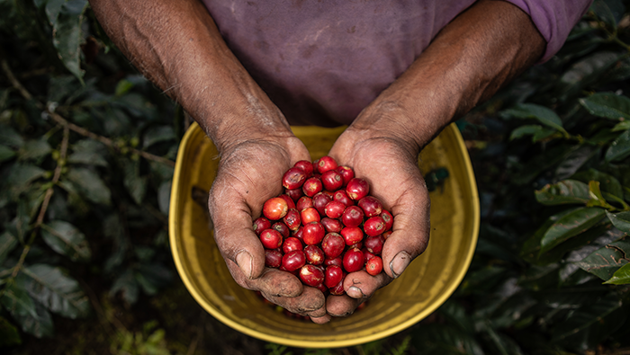 Abel Vilcas: Cafetalero posiciona al Vraem en el mapa del café de excelencia