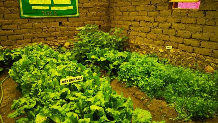 Gobierno sigue impulsando el agro para contribuir con la seguridad alimentaria del país