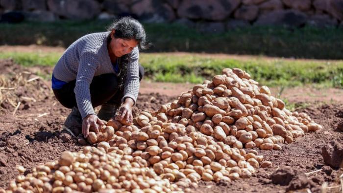 Gobierno sigue impulsando el agro para contribuir con la seguridad alimentaria del país