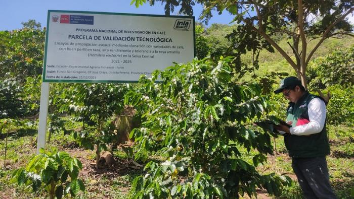 Gobierno impulsa la producción de semillas de alta calidad genética para garantizar la seguridad alimentaria en el Perú