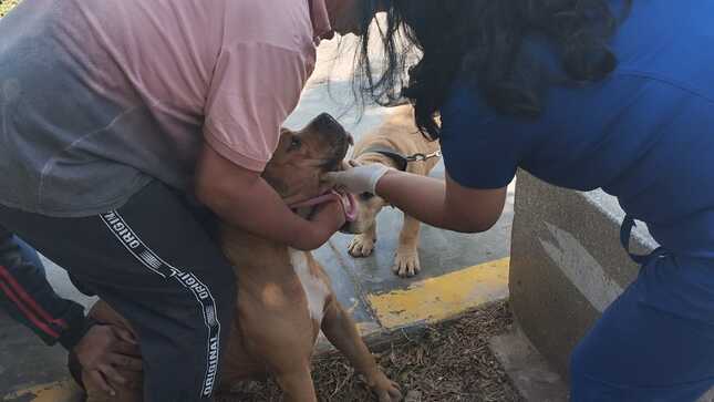 DESPARASITACIÓN DE MASCOTAS EN PJ JORGE CHÁVEZ 3