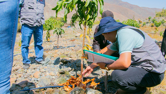 Municipalidad realizo proceso de evaluación del AEO del distrito de Malvas , PRO COMPITE 2024 - I HUARMEY