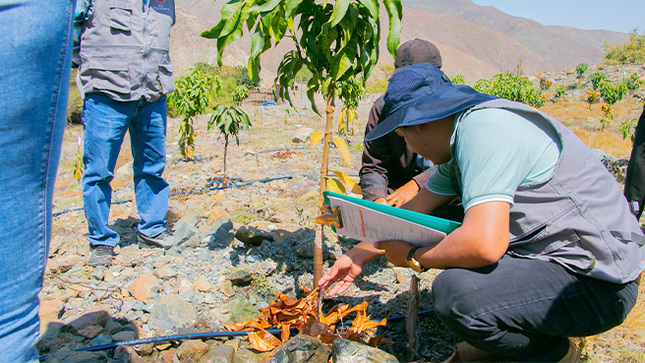 Municipalidad realizo proceso de evaluación del AEO del distrito de Malvas , PRO COMPITE 2024 - I HUARMEY