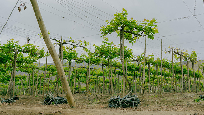 Municipalidad de Huarmey participa del lanzamiento oficial del vino seco y semiseco “Ampanú”, en el centro poblado Ampanú - valle Culebras
