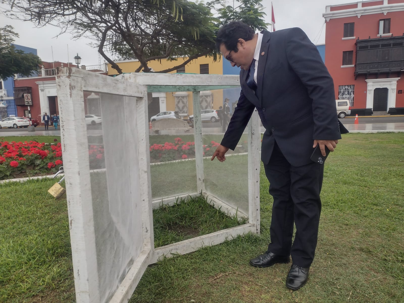 Roban cuarto árbol de la de la quina de plaza de armas de Trujillo