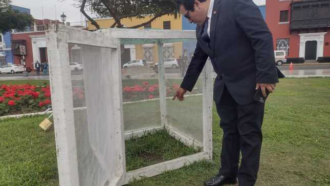 Roban cuarto árbol de la de la quina de plaza de armas de Trujillo