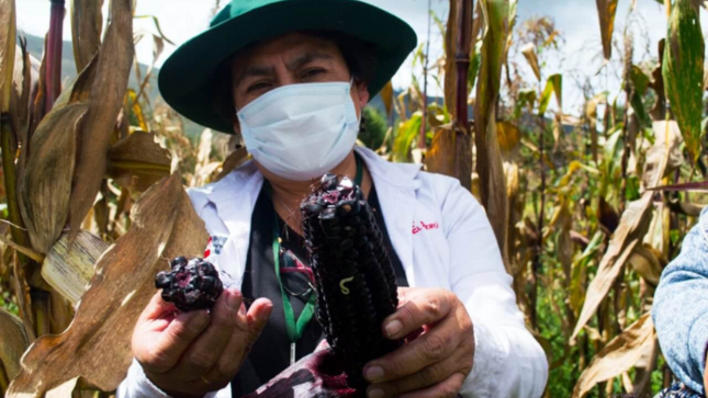 Promueven cooperación técnica internacional para la aplicación de tecnología en cultivos agrícolas