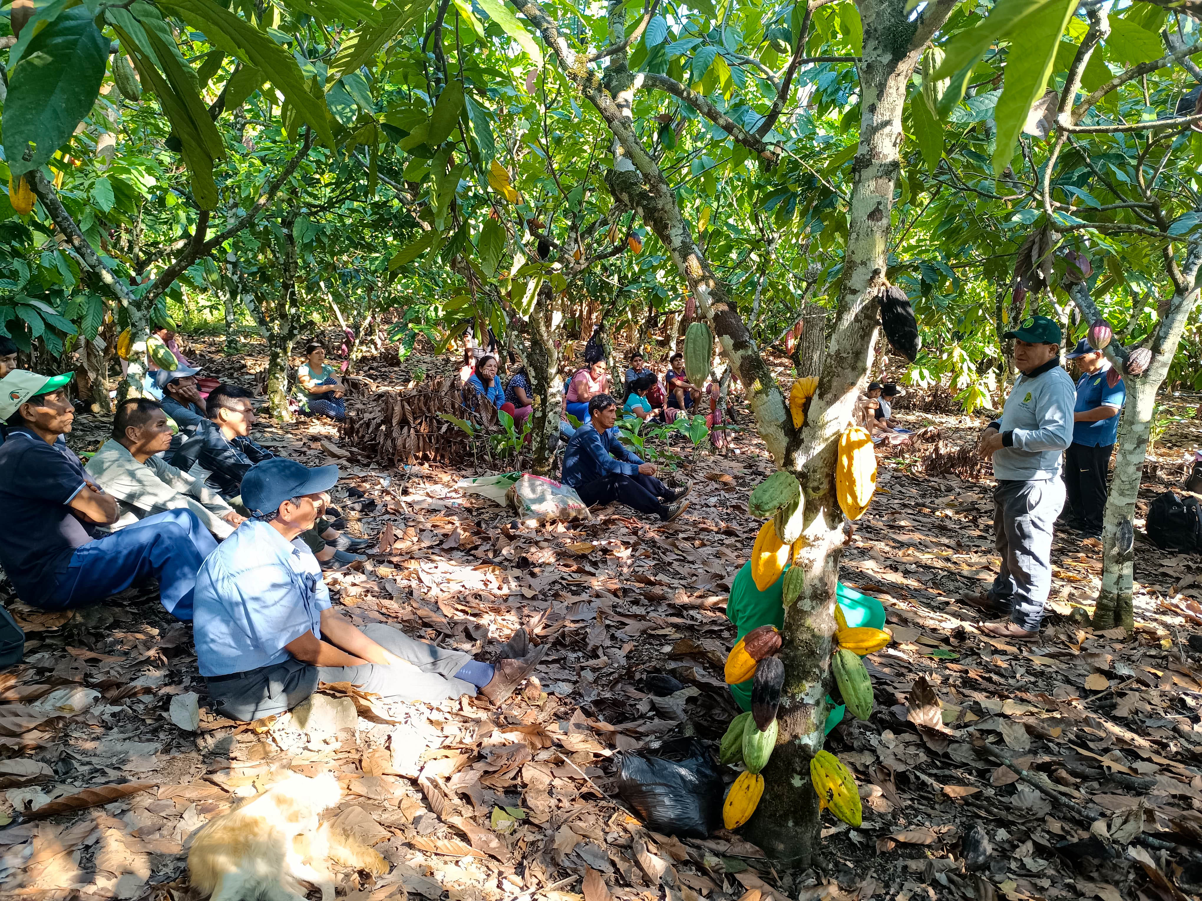 Más de 1000 productores de La Mar y Huanta reciben capacitación en manejo de cacao y café 