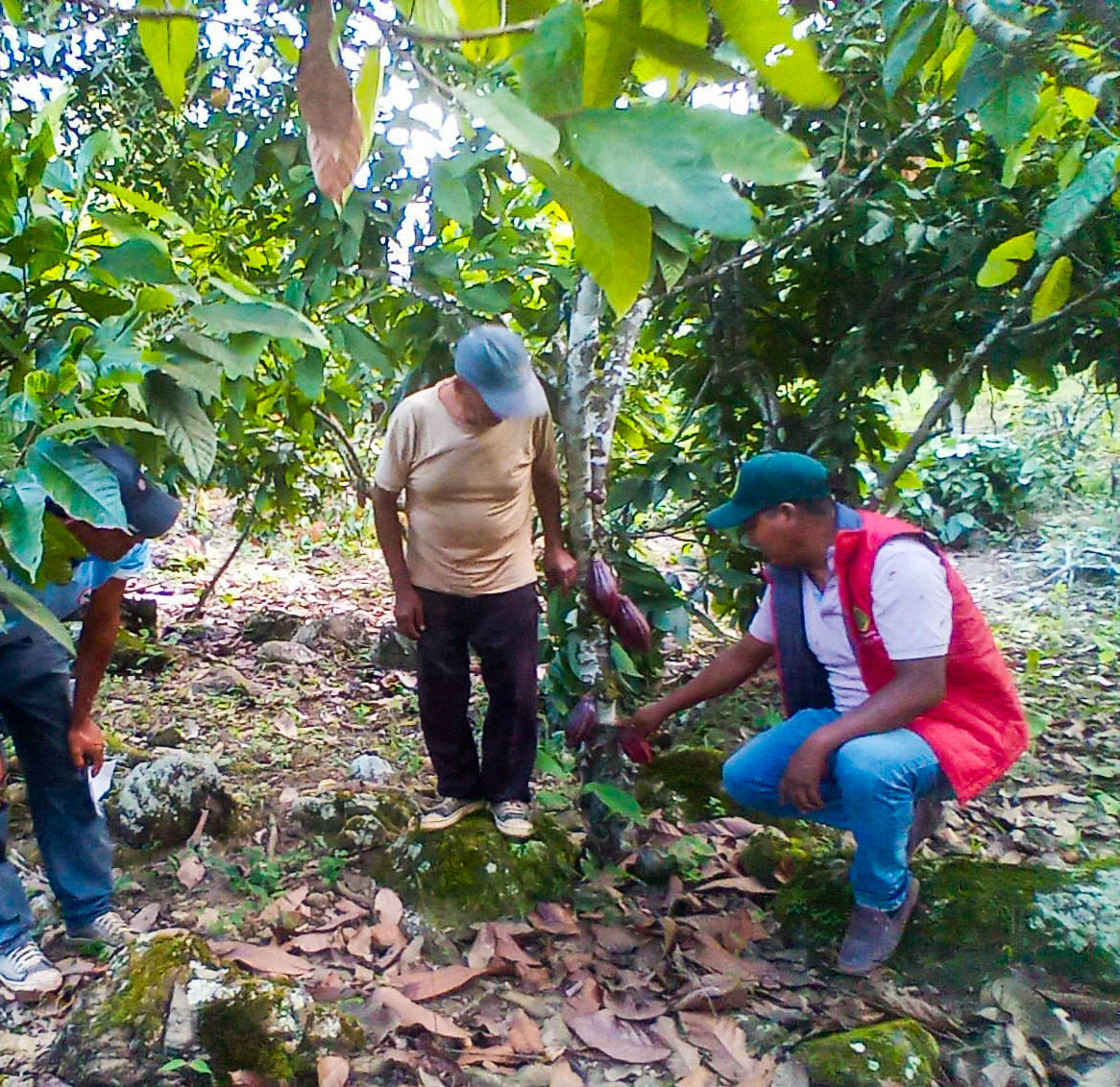 Más de 1000 productores de La Mar y Huanta reciben capacitación en manejo de cacao y café 