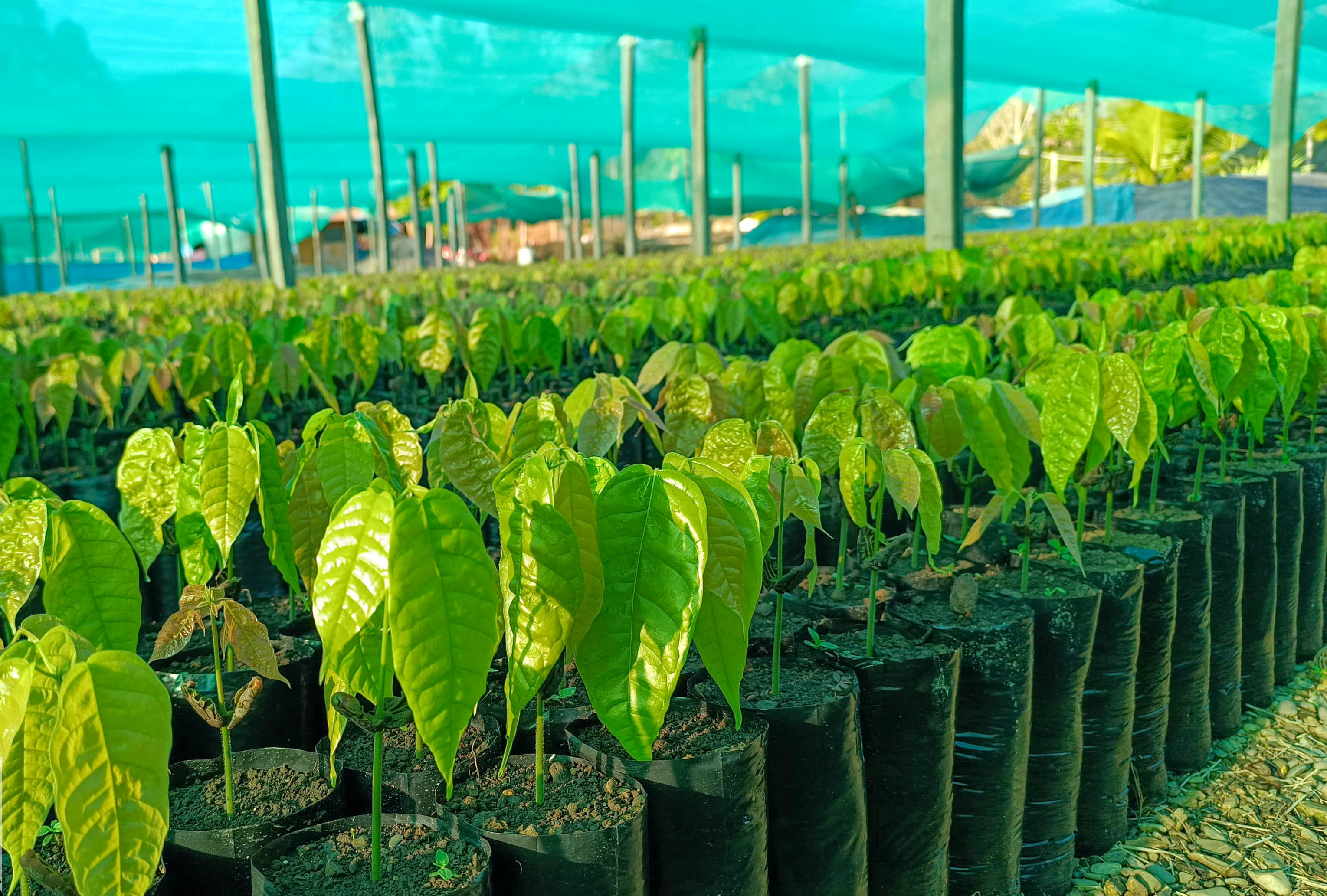 Más de 1000 productores de La Mar y Huanta reciben capacitación en manejo de cacao y café 