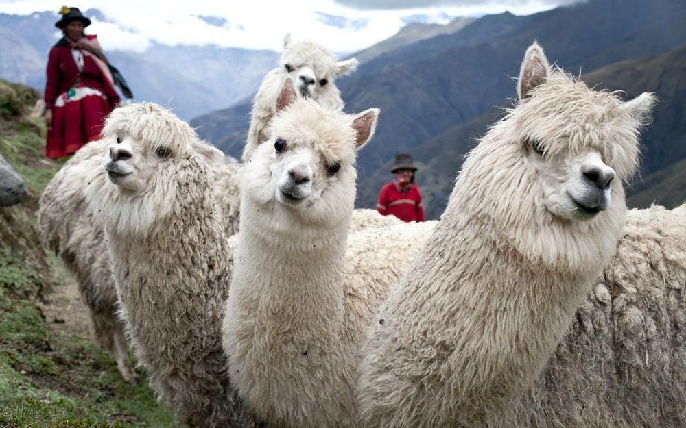 DRA Ayacucho conmemoró Día Nacional de la Alpaca