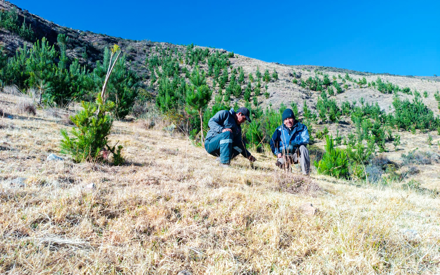 DRA Ayacucho monitorea 450 mil especies forestales instalados en Fajardo