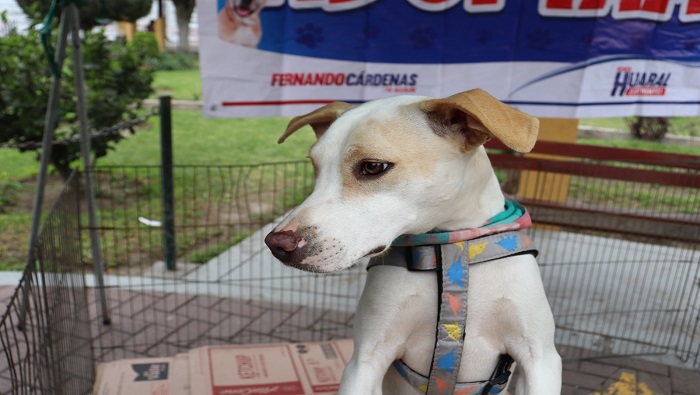 13 Perritos encontraron hogar en primera campa帽a de adopci贸n "Adoptapet"