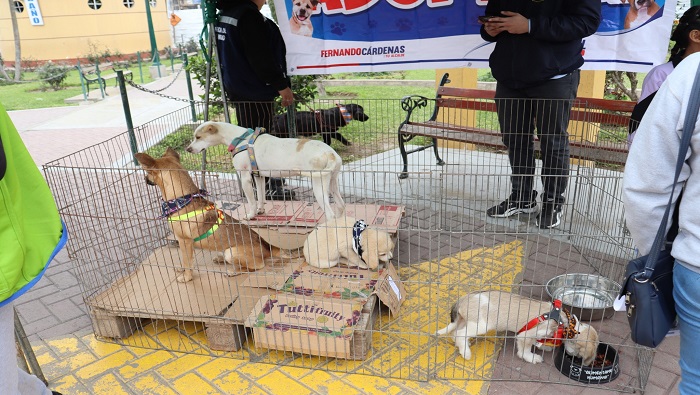 13 Perritos encontraron hogar en primera campa帽a de adopci贸n "Adoptapet"
