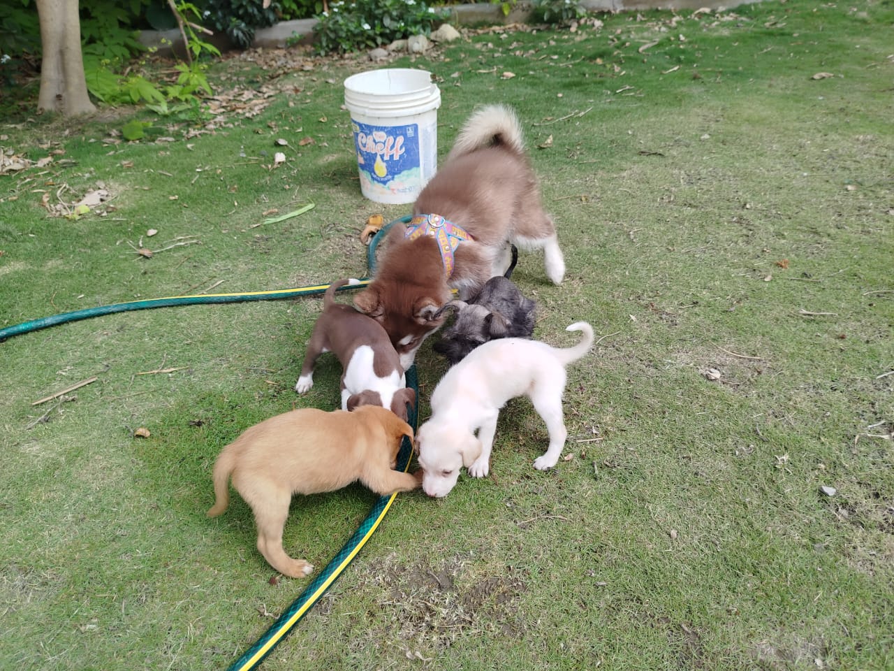 MASCOTAS 3