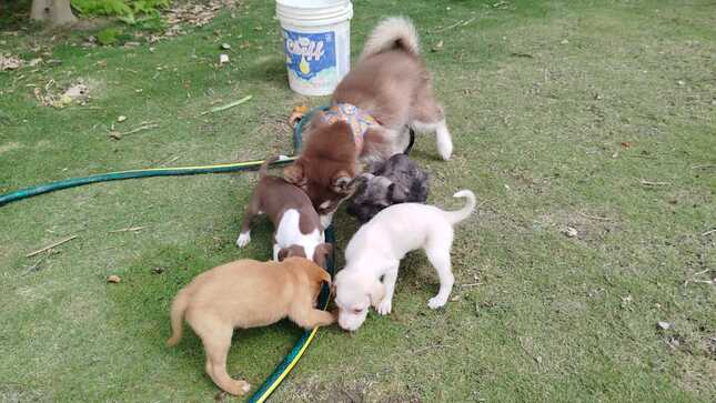 MASCOTAS 3