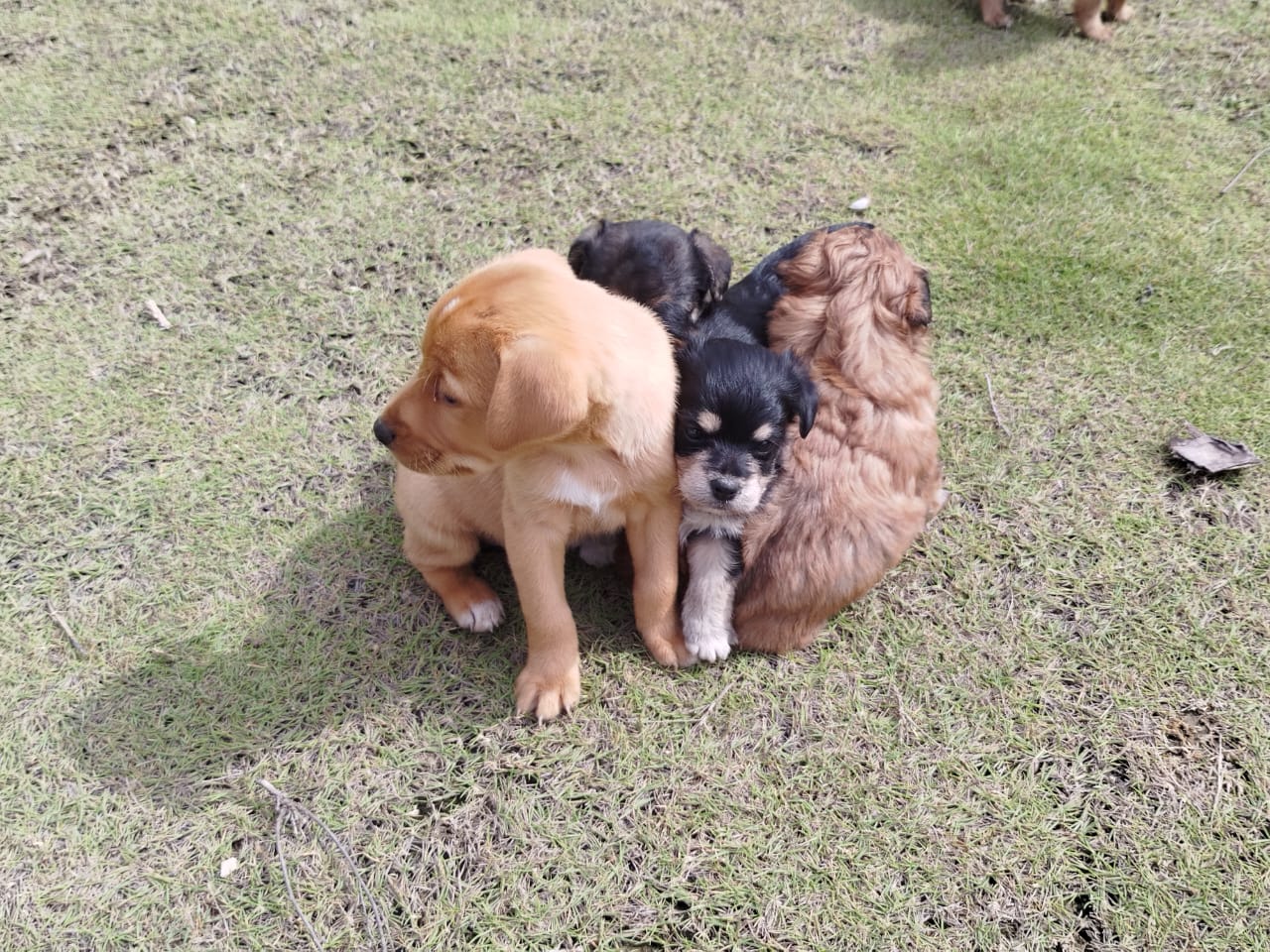 MASCOTAS 4