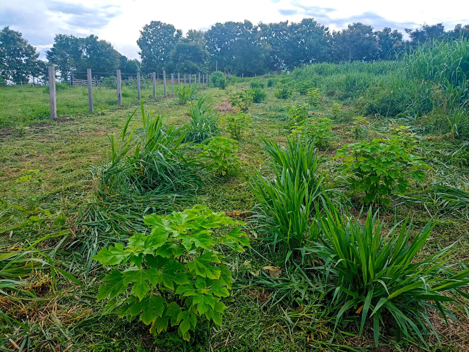 AGRO RURAL