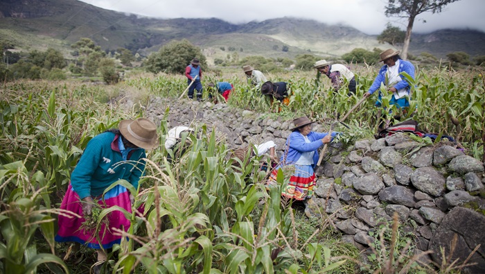 Mujeres campesinas se organizan para la actividad agrícola_PRODERN